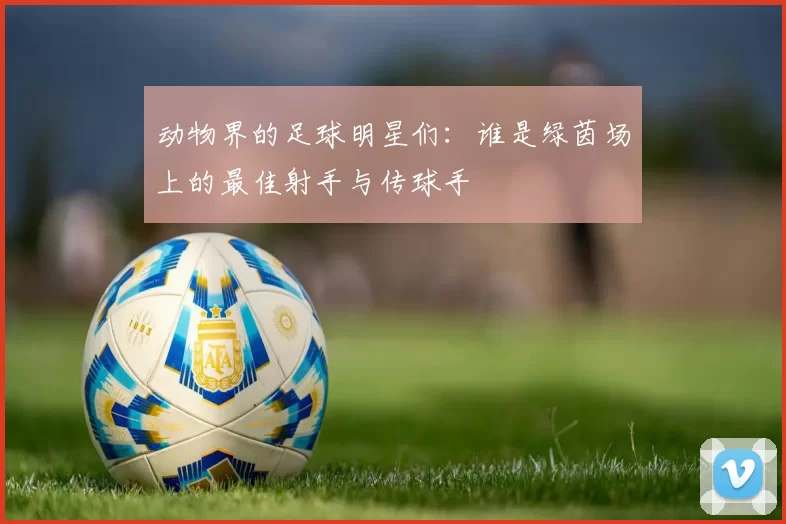 动物界的足球明星们：谁是绿茵场上的最佳射手与传球手
